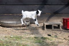 Aprilie-043